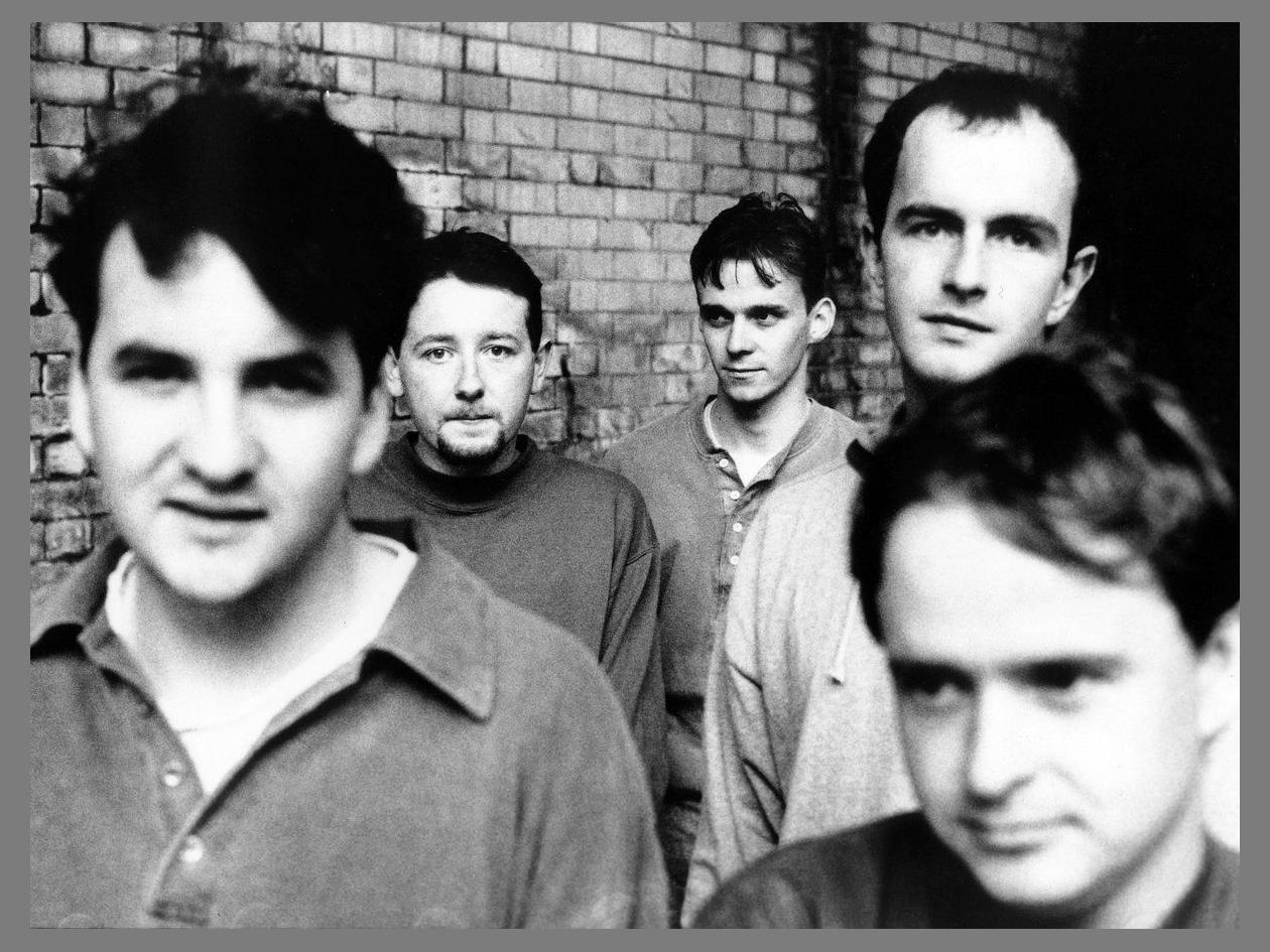 The Orchids