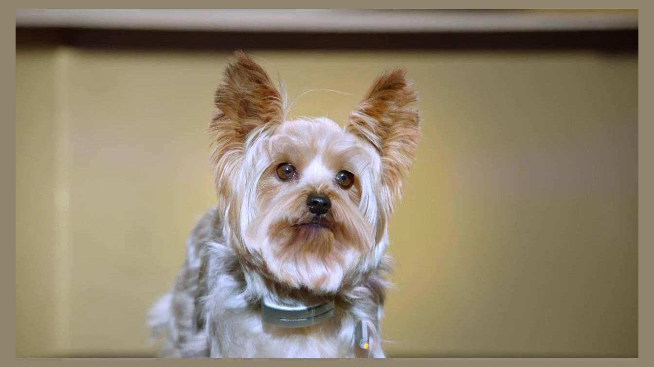 Pup Star photo 1
