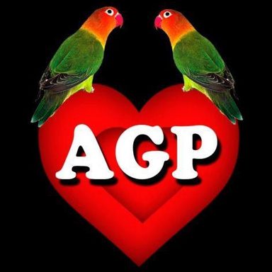 Agapornis