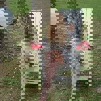 BANDIDA (Brenda Asnicar)