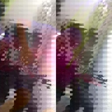 Cachorros no Telhado