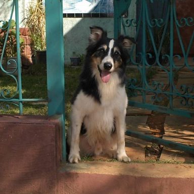 Carrossel (2012) photo 60