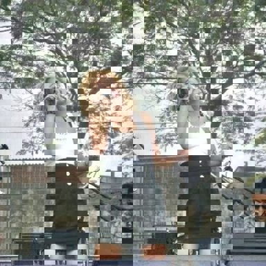 Elcio Dias e Elisa Dias