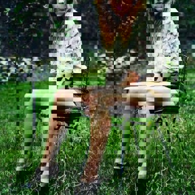 Ellie Goulding photo 11