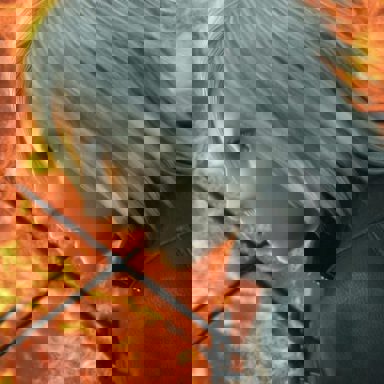 FINAL FANTASY VIII photo 20