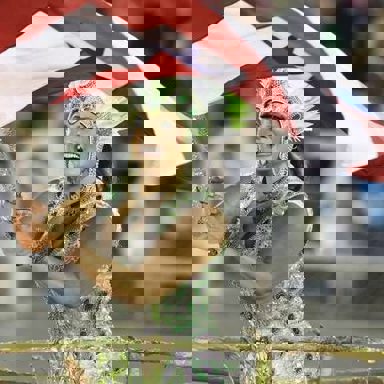 Fafá de Belém photo 11