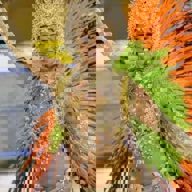 G.R.E.S Alegria da Zona Sul