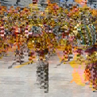 G.R.E.S Alegria da Zona Sul