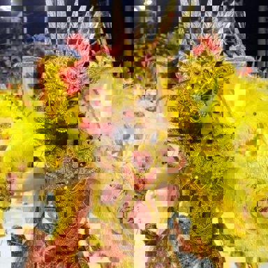 G.R.E.S Pega No Samba