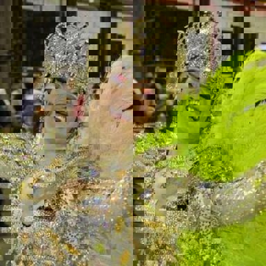 G.R.E.S Renascer de Jacarepaguá (RJ)