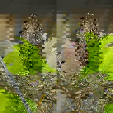 G.R.E.S Renascer de Jacarepaguá (RJ)