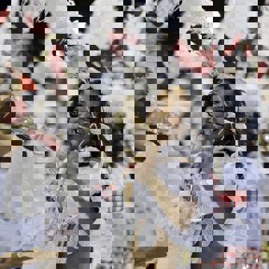 GRES Difícil é o Nome photo 10