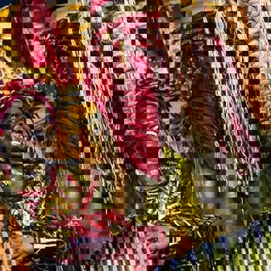 GRES Império da Tijuca photo 17