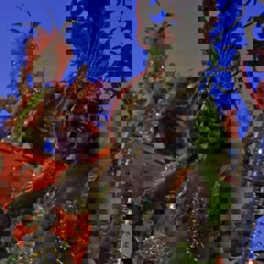 GRES Boi da Ilha do Governador