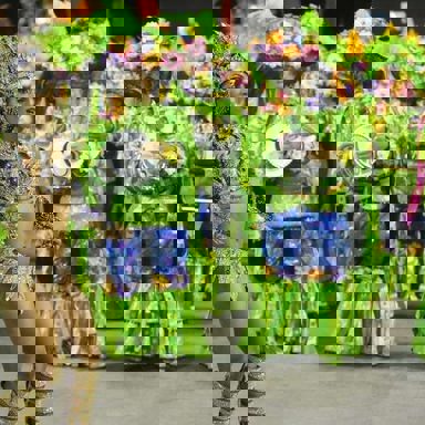 GRES Império da Tijuca photo 13