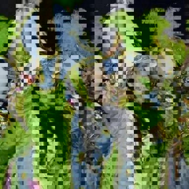 GRES Império da Tijuca