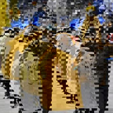 GRES Boi da Ilha do Governador