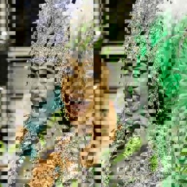 G.R.C.E.S. X-9 Paulistana photo 11