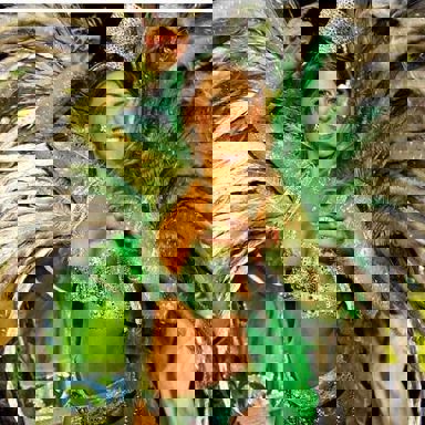 G.R.C.E.S. Leandro de Itaquera (SP) photo 13