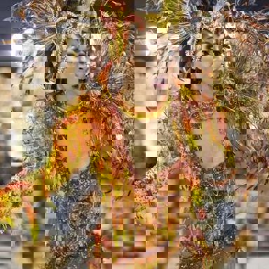 G.R.C.E.S. Mocidade Alegre