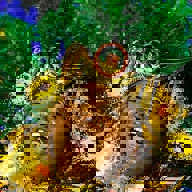 G.R.C.E.S. Nenê de Vila Matilde photo 9