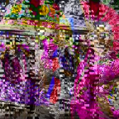 G.R.E.S. Estação Primeira de Mangueira (RJ)