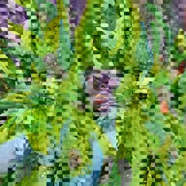 G.R.E.S. Acadêmicos de Santa Cruz photo 15