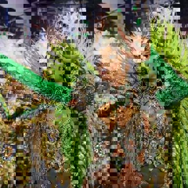 G.R.E.S. Mocidade Independente de Padre Miguel (RJ) photo 10