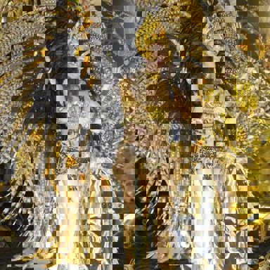 G.R.E.S. Acadêmicos do Grande Rio (RJ)