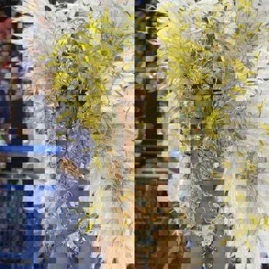 G.R.E.S. Acadêmicos de Santa Cruz