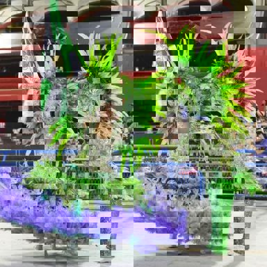 G.R.E.S. Acadêmicos de Santa Cruz