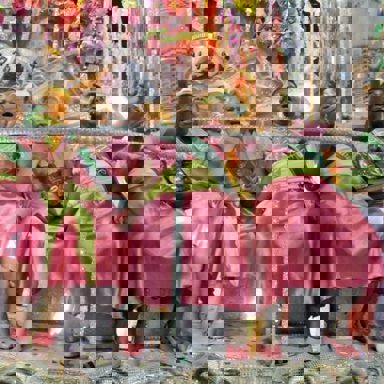 G.R.E.S. Estação Primeira de Mangueira (RJ) photo 20