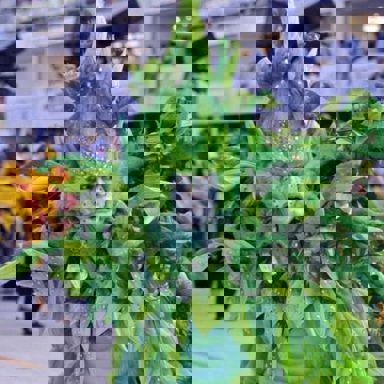 G.R.E.S. Acadêmicos de Santa Cruz photo 13