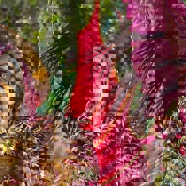 G.R.E.S. Estação Primeira de Mangueira (RJ)