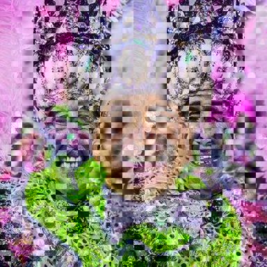 G.R.E.S. Estação Primeira de Mangueira (RJ)