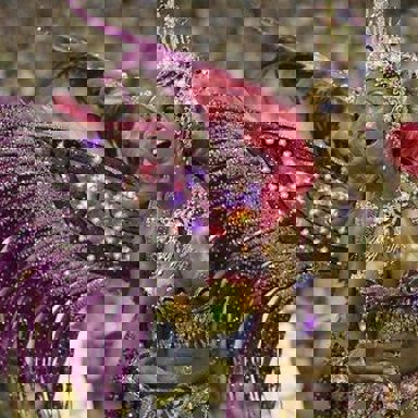 G.R.C.S.E.S. Águia de Ouro photo 12