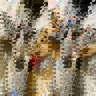 G.R.E.S. Gaviões Da Fiel (SP) photo 13