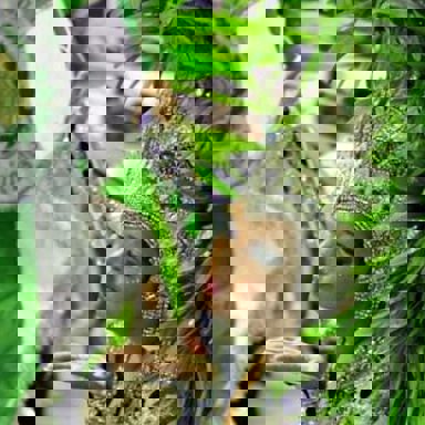 G.R.E.S. Acadêmicos de Santa Cruz