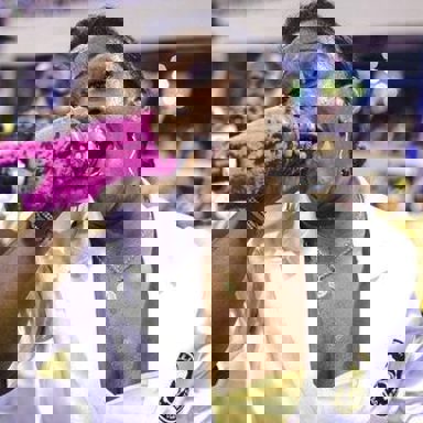 G.R.E.S. São Clemente (RJ)