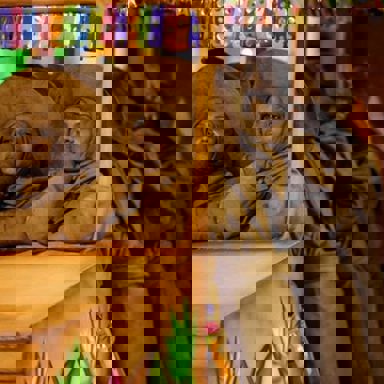 G.R.C.S.E.S Acadêmicos do Tucuruvi photo 14