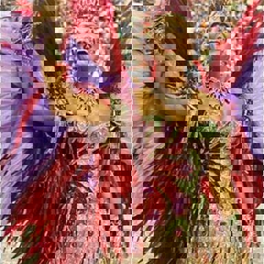 G.R.E.S. Imperatriz Leopoldinense (RJ)