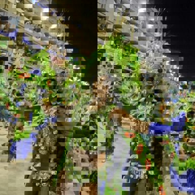 G.R.E.S União da Ilha do Governador (RJ) photo 17