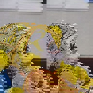 G.R.E.S Paraíso do Tuiuti photo 19