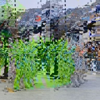 G.R.E.S. Acadêmicos de Santa Cruz photo 17