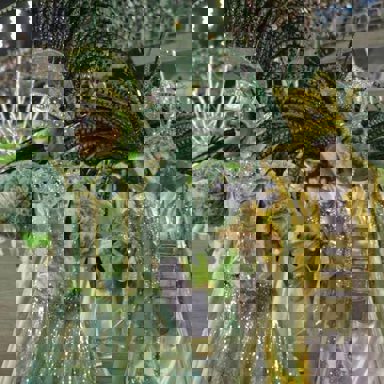 G.R.E.S. Acadêmicos do Cubango (RJ)