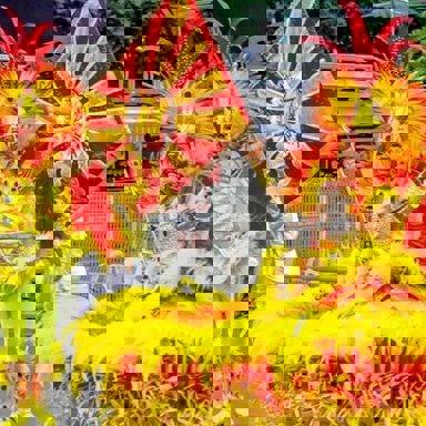 G.R.E.S. Tom Maior photo 19