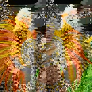 G.R.E.S Unidos de Vila Isabel (RJ) photo 15