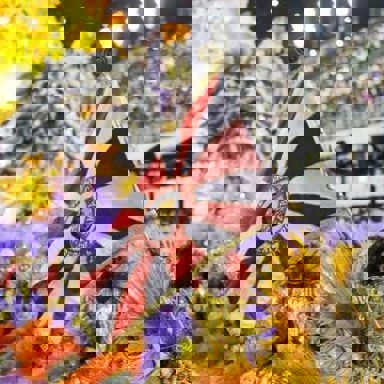 G.R.E.S. Estácio de Sá (RJ)