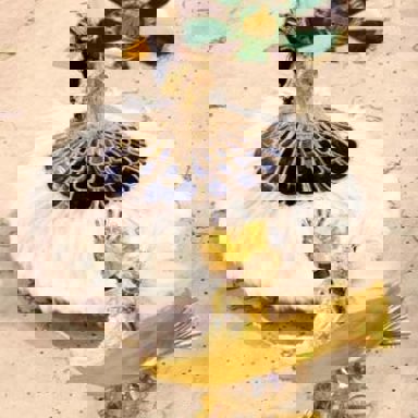 G.R.E.S. Império Serrano (RJ) photo 16