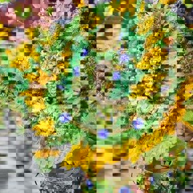 G.R.C.S.E.S. Águia de Ouro photo 14